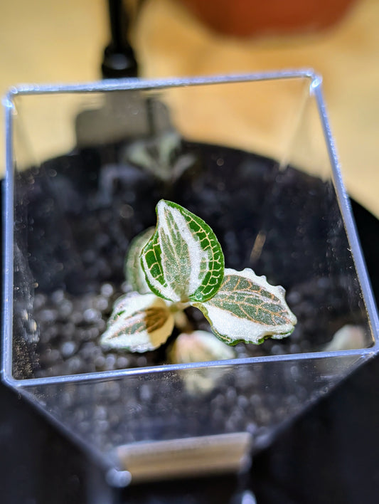 Anoectochilus roxburghii variegata