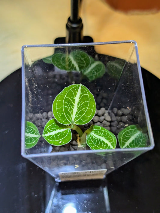 Anoectochilus 'Tropical Jade'