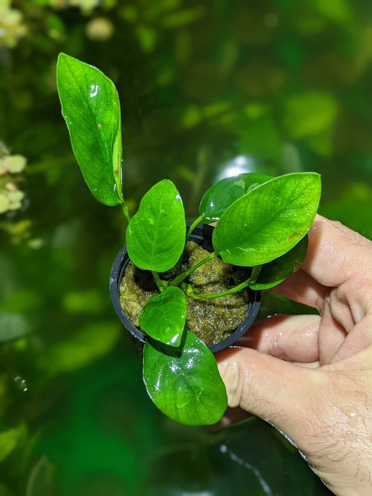 Anubias Barteri