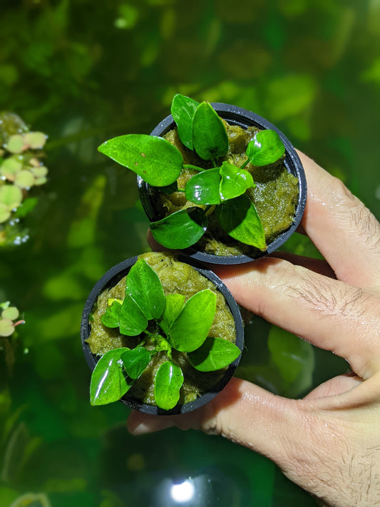 Anubias Nana Petite