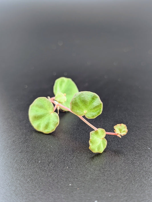 Begonia lichenora