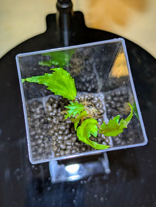 Begonia prismatocarpa