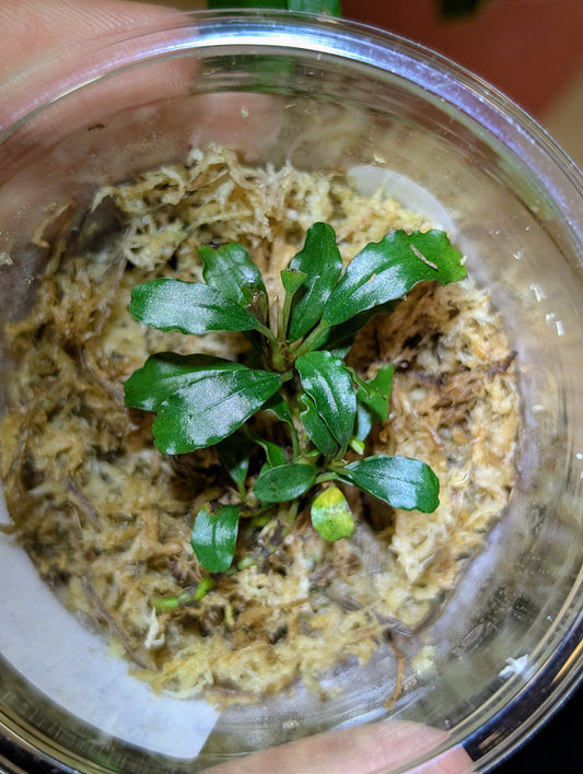 Bucephalandra 'Green Godzilla'