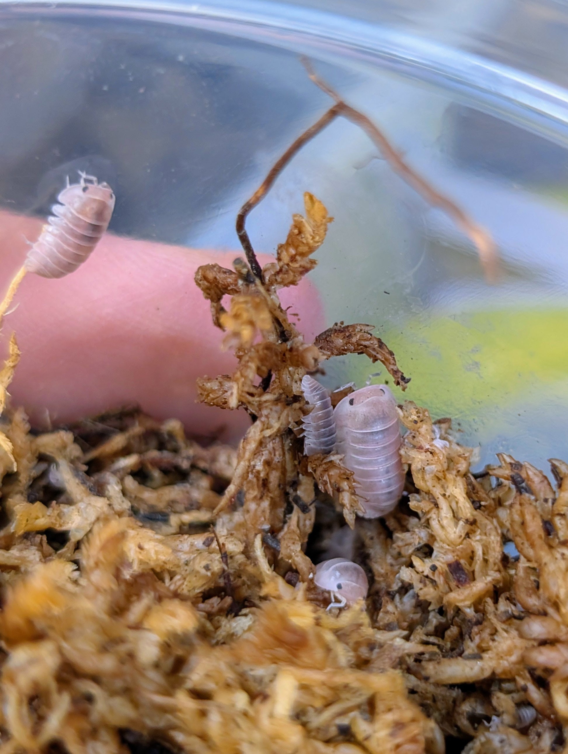 Pink isopods