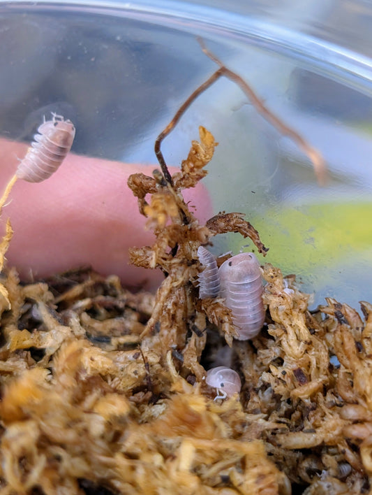 Pink isopods
