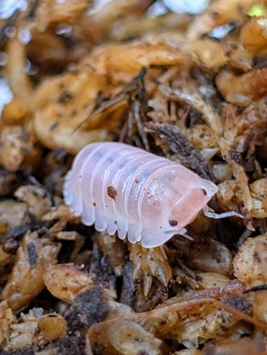 A close-up shot of a pink isopod.