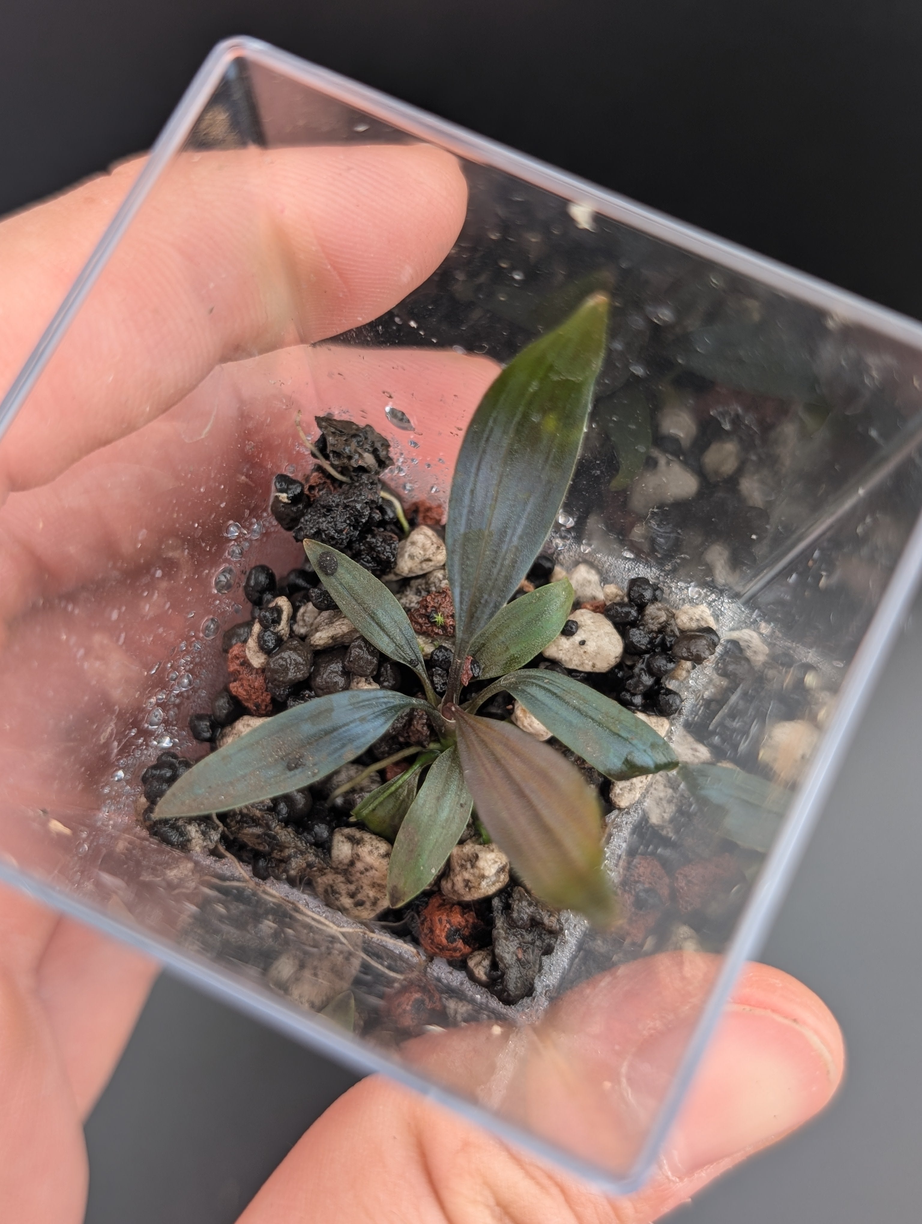 UJ Dicranopygium sp. guna yala Panama パナマ草 グナヤラ