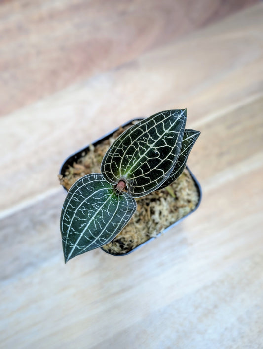 Small potted plant with intricate leaf patterns on a wooden surface