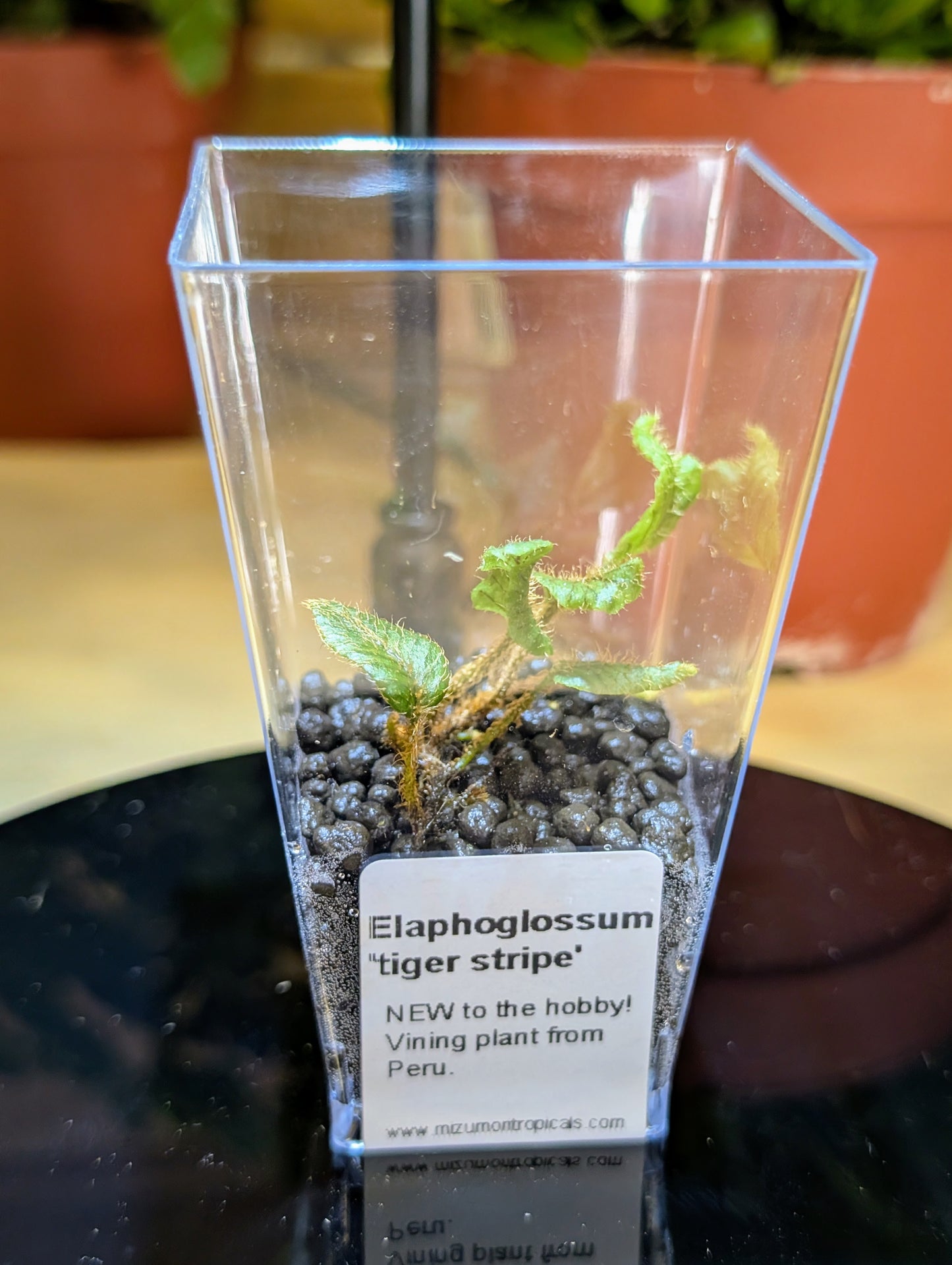 Elaphoglossum 'Tiger Stripe'