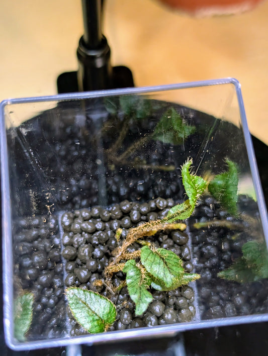 Elaphoglossum 'Tiger Stripe'