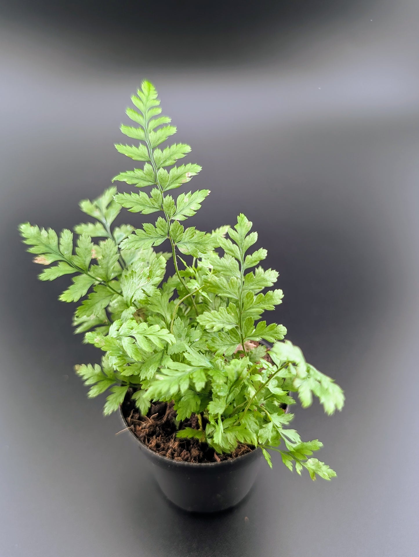 Ferns, assorted 2"