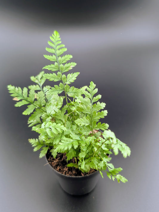 Tropical Fern, Assorted 2"