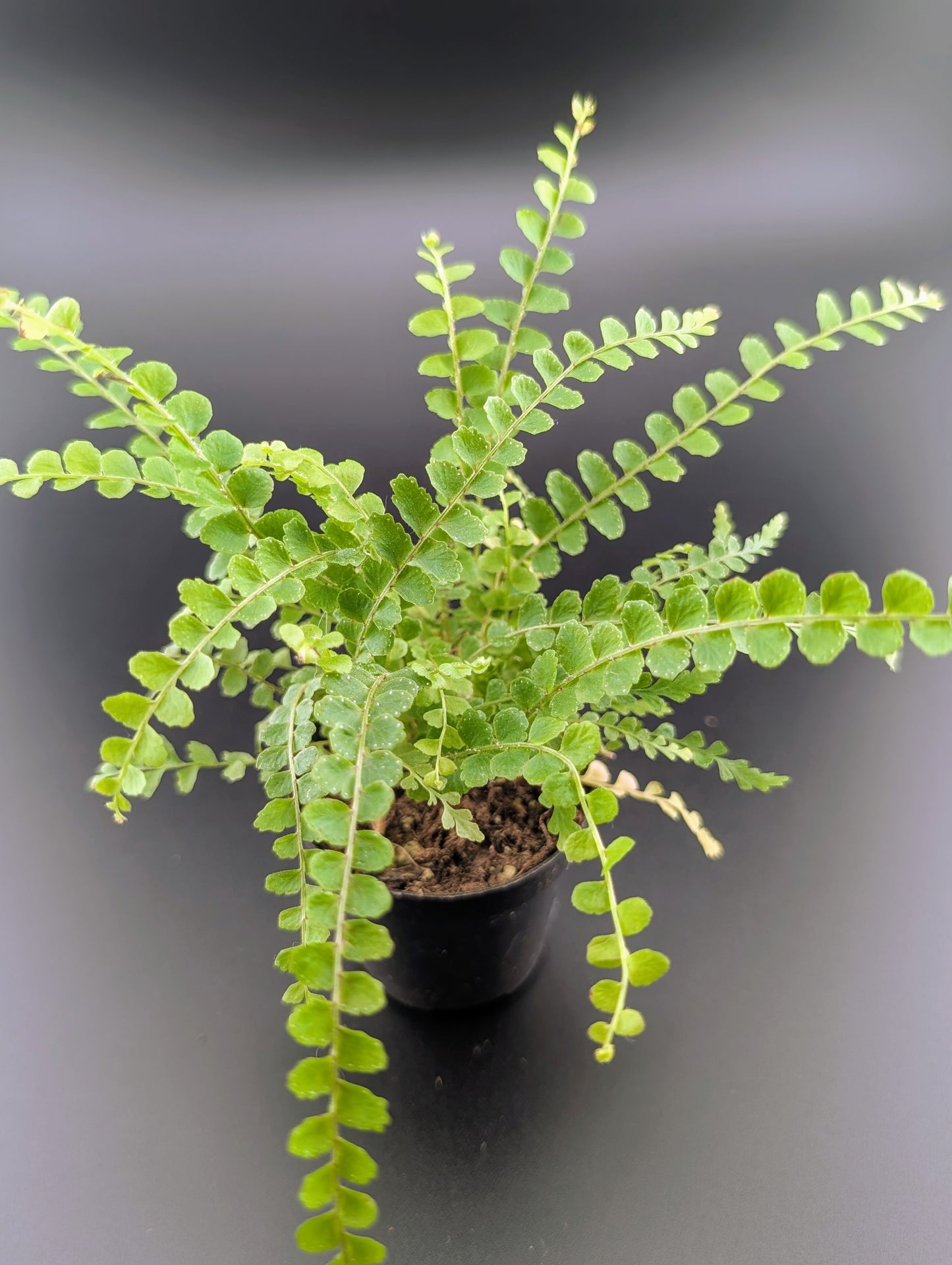 Ferns, assorted 2"
