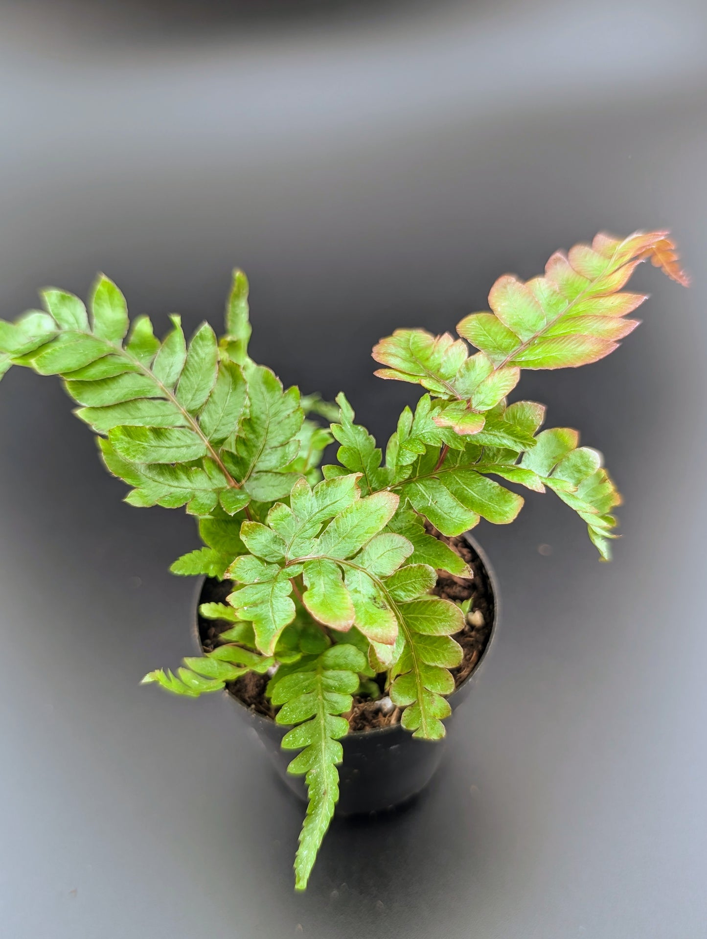 Ferns, assorted 2"