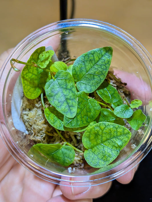 Ficus pumila