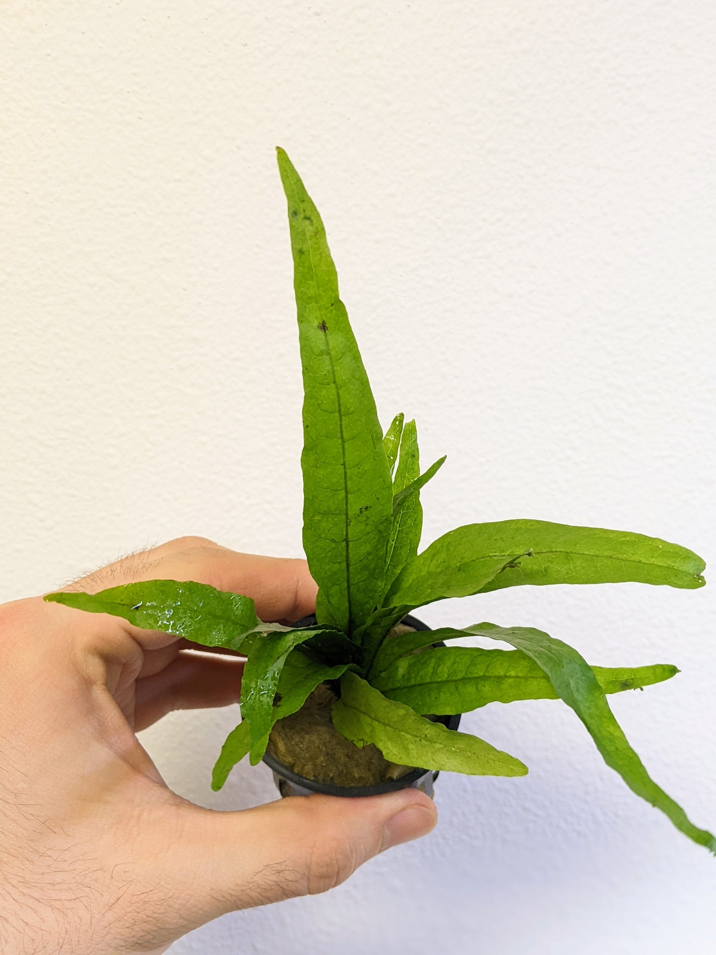 Java Fern