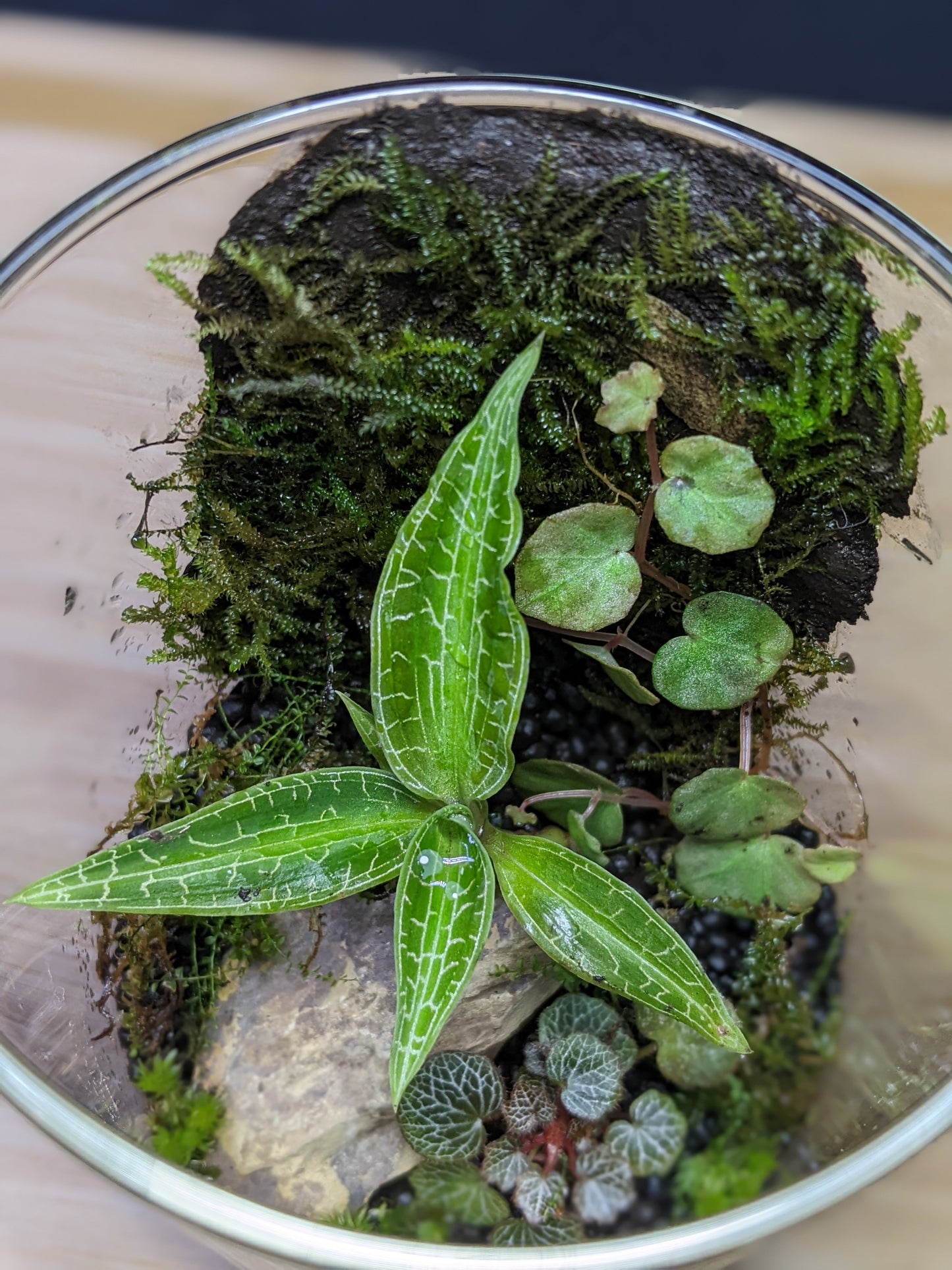 Jewel Orchid Variety Pack