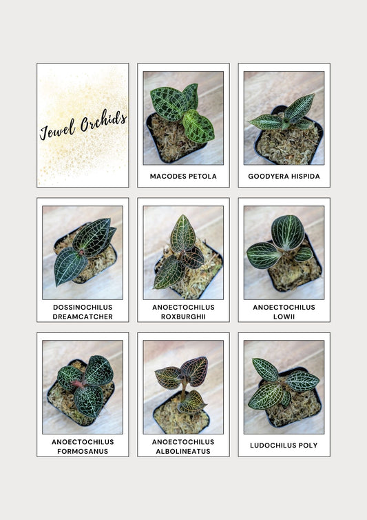 Jewel Orchid Variety Pack