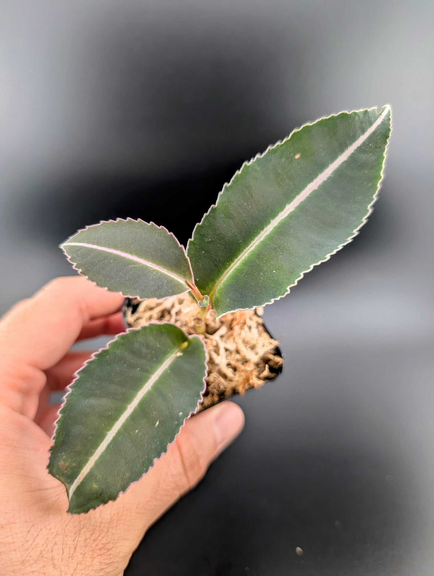 Labisia pumila (as shown)