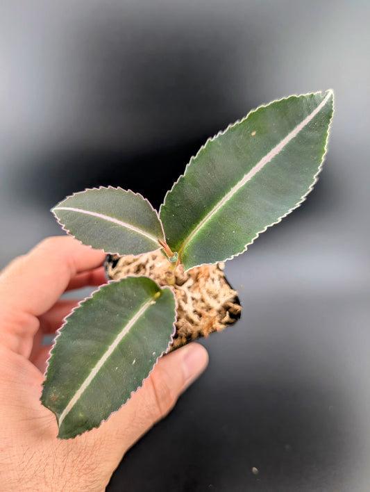 Labisia pumila (as shown)