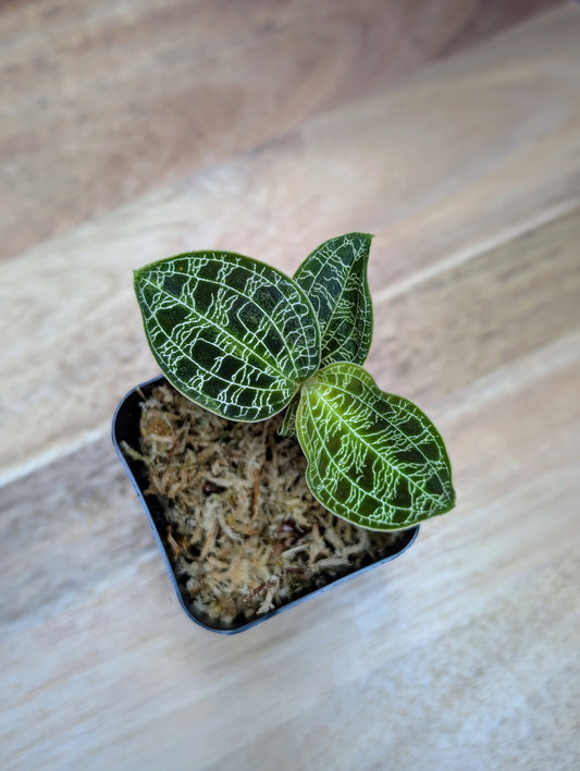 Small potted plant with green leaves on a wooden surface