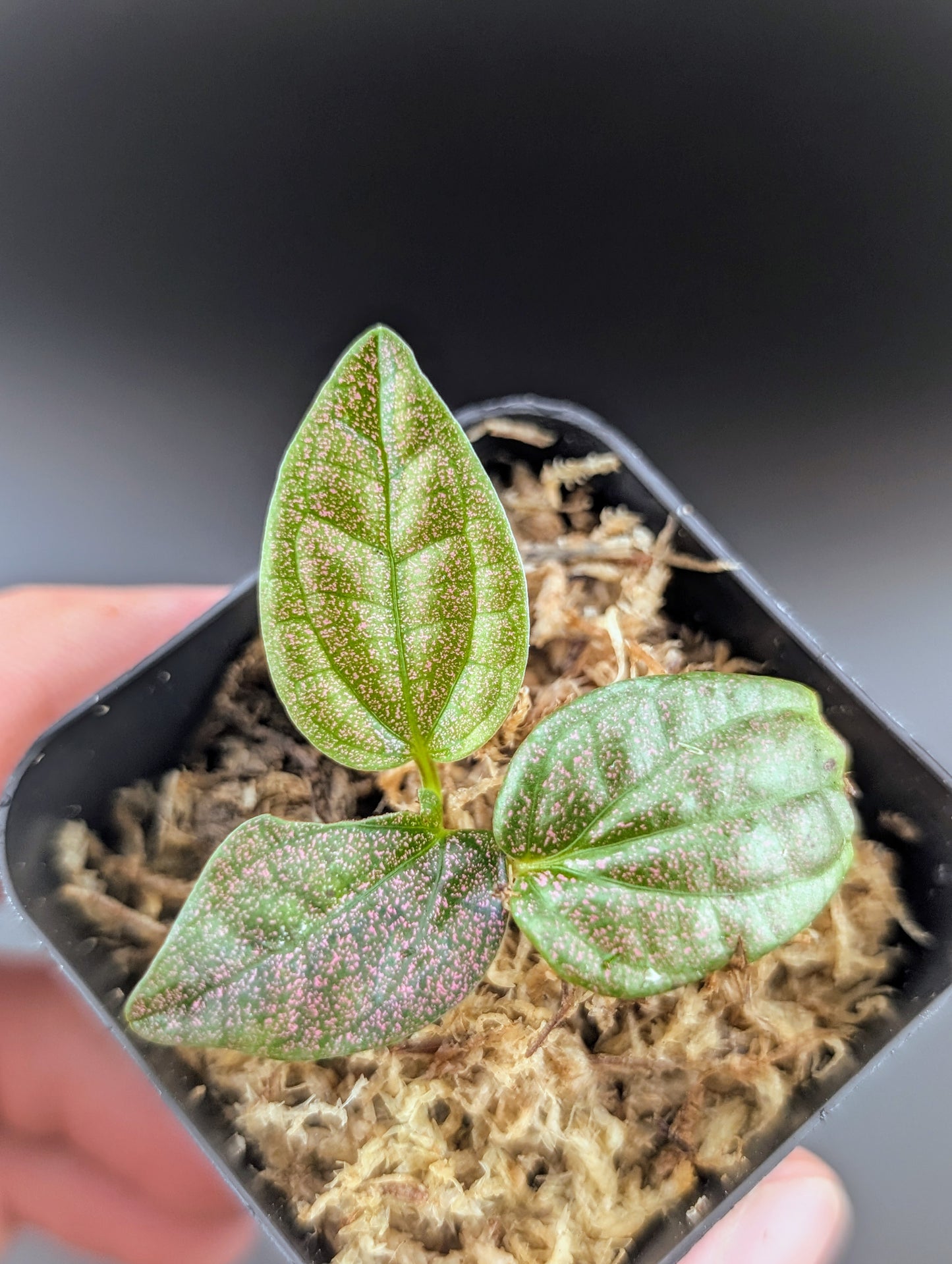 Piper haridansanii 'Miao'
