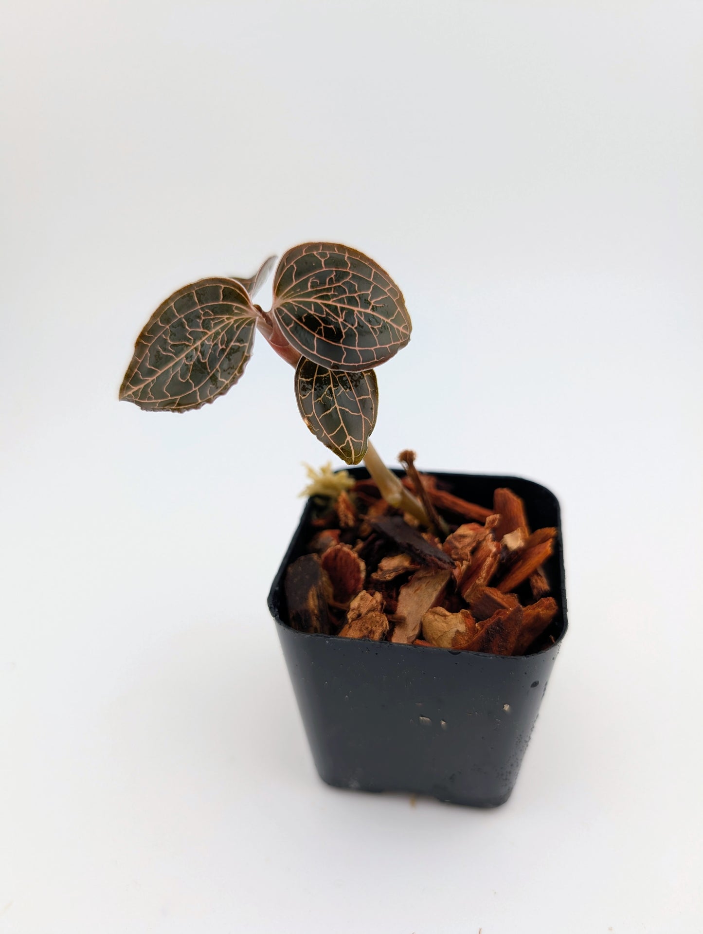Anoectochilus roxburghii