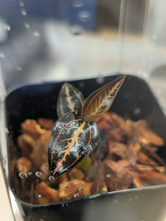 Ludisia discolor 'Salmon Sandstone'