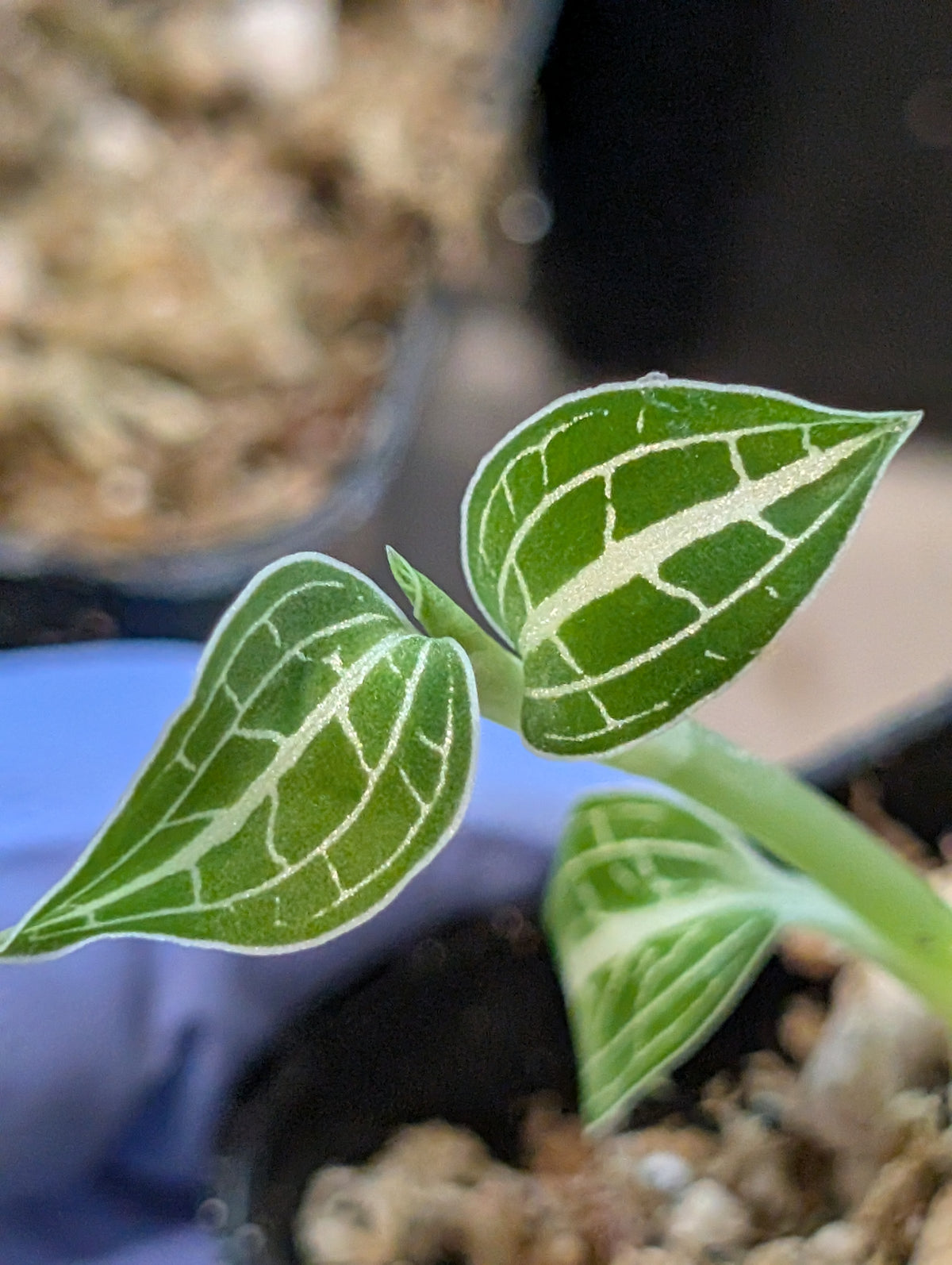 Anoectochilus albolineatus "Green with Milkyway"