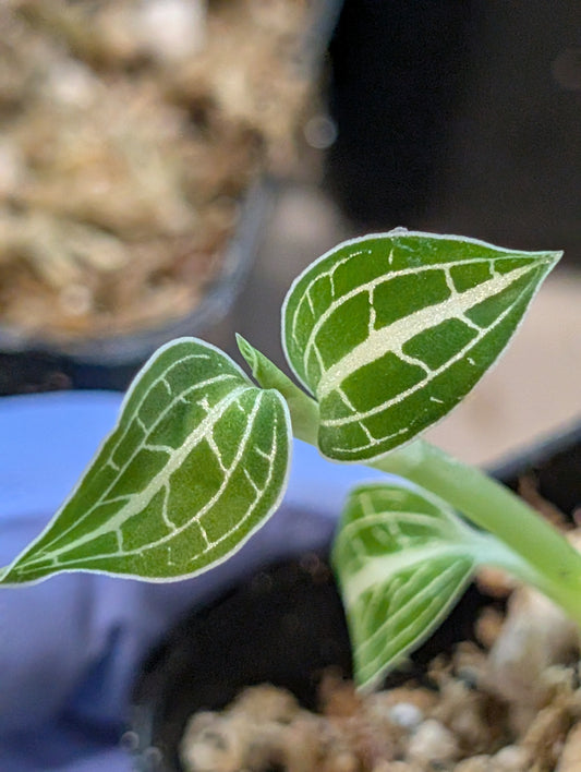 Anoectochilus albolineatus "Green with Milkyway"