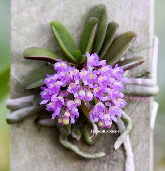 Schoenorchis fragrans