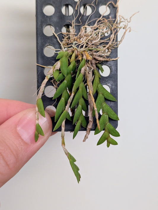 Dendrobium keithii