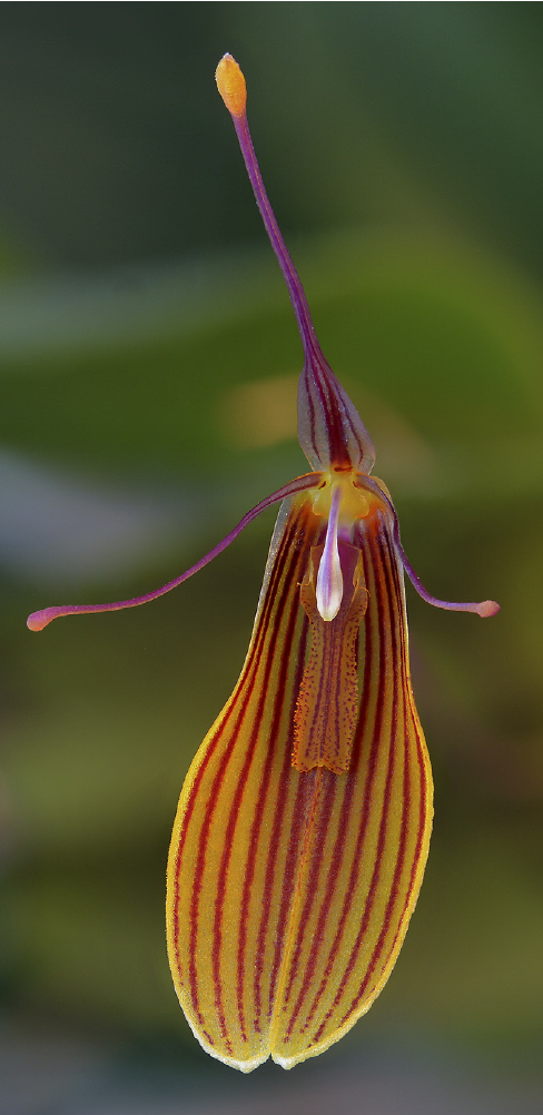 Restrepia brachypus