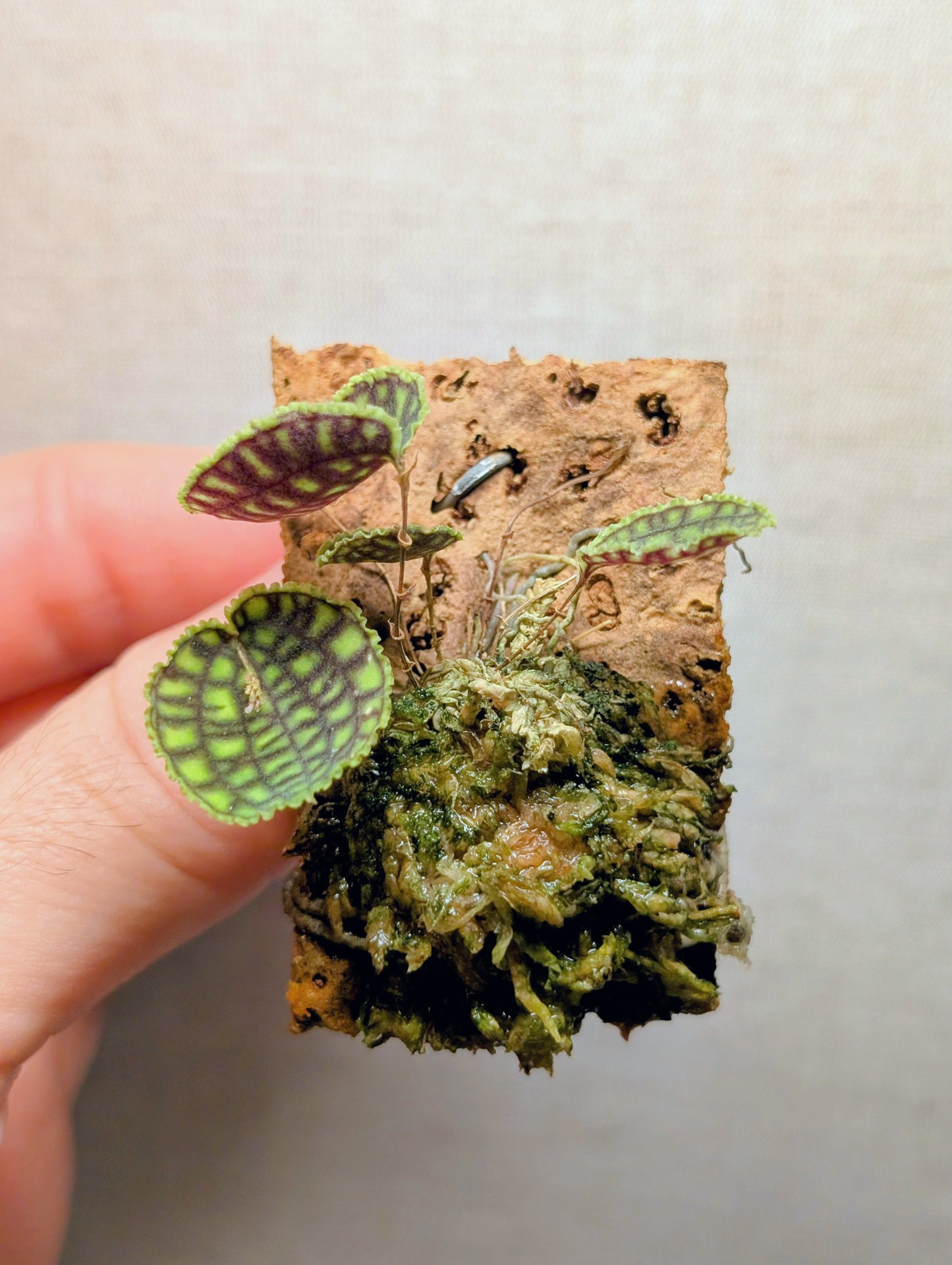 Lepanthes calodictyon