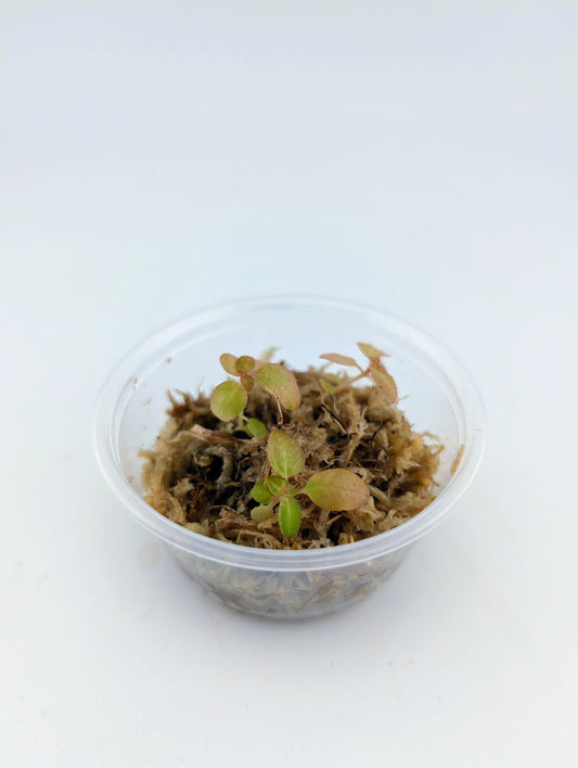Triolena pustulata (seedlings)