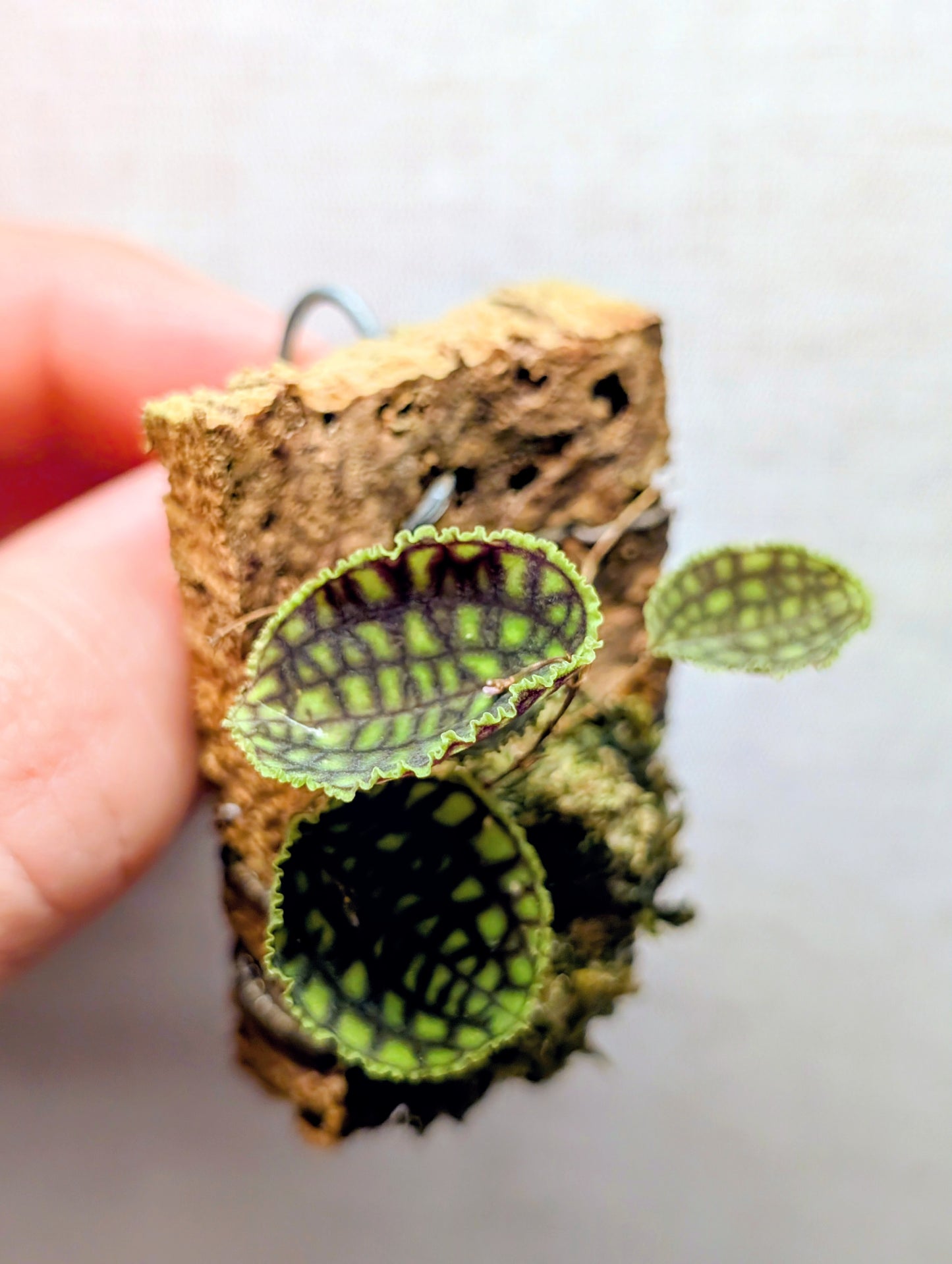 Lepanthes calodictyon