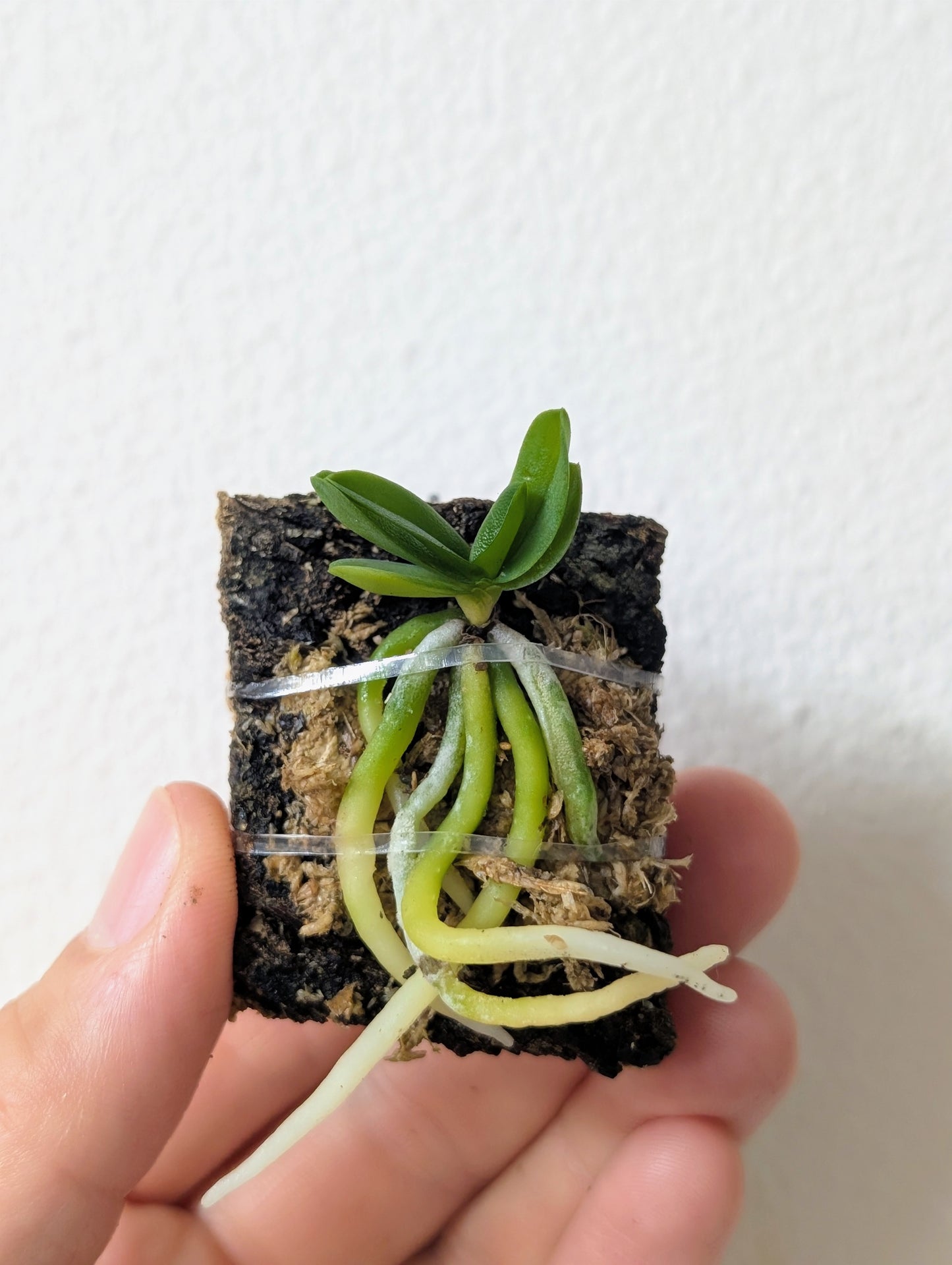 Schoenorchis fragrans on cork mount. 