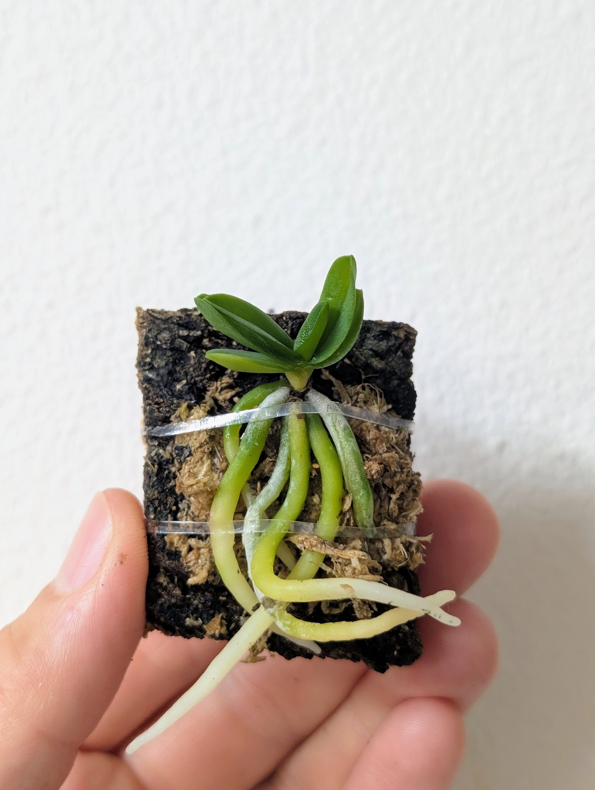 Schoenorchis fragrans on cork mount. 