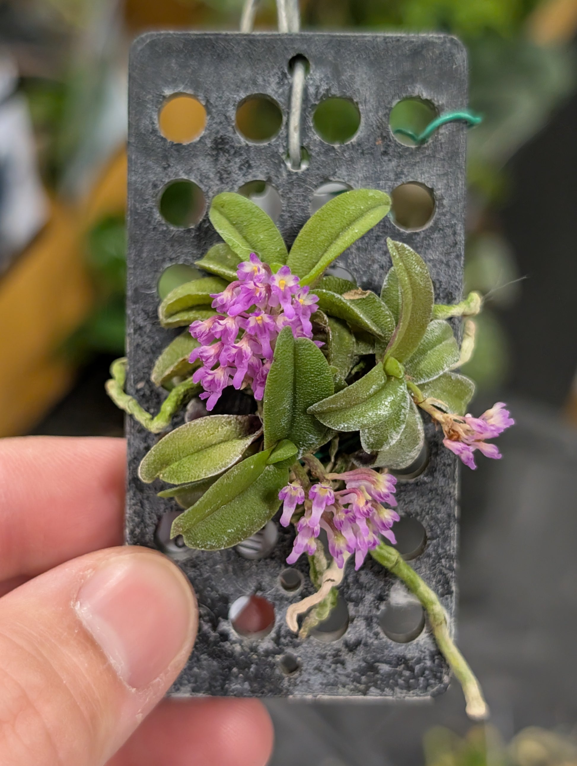 Miniature orchid from Southeast Asia with fragrant purple blooms.