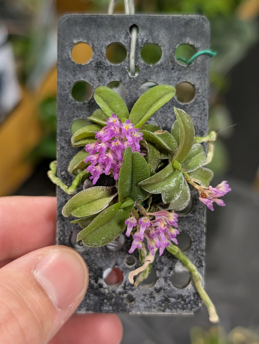 Miniature orchid from Southeast Asia with fragrant purple blooms.