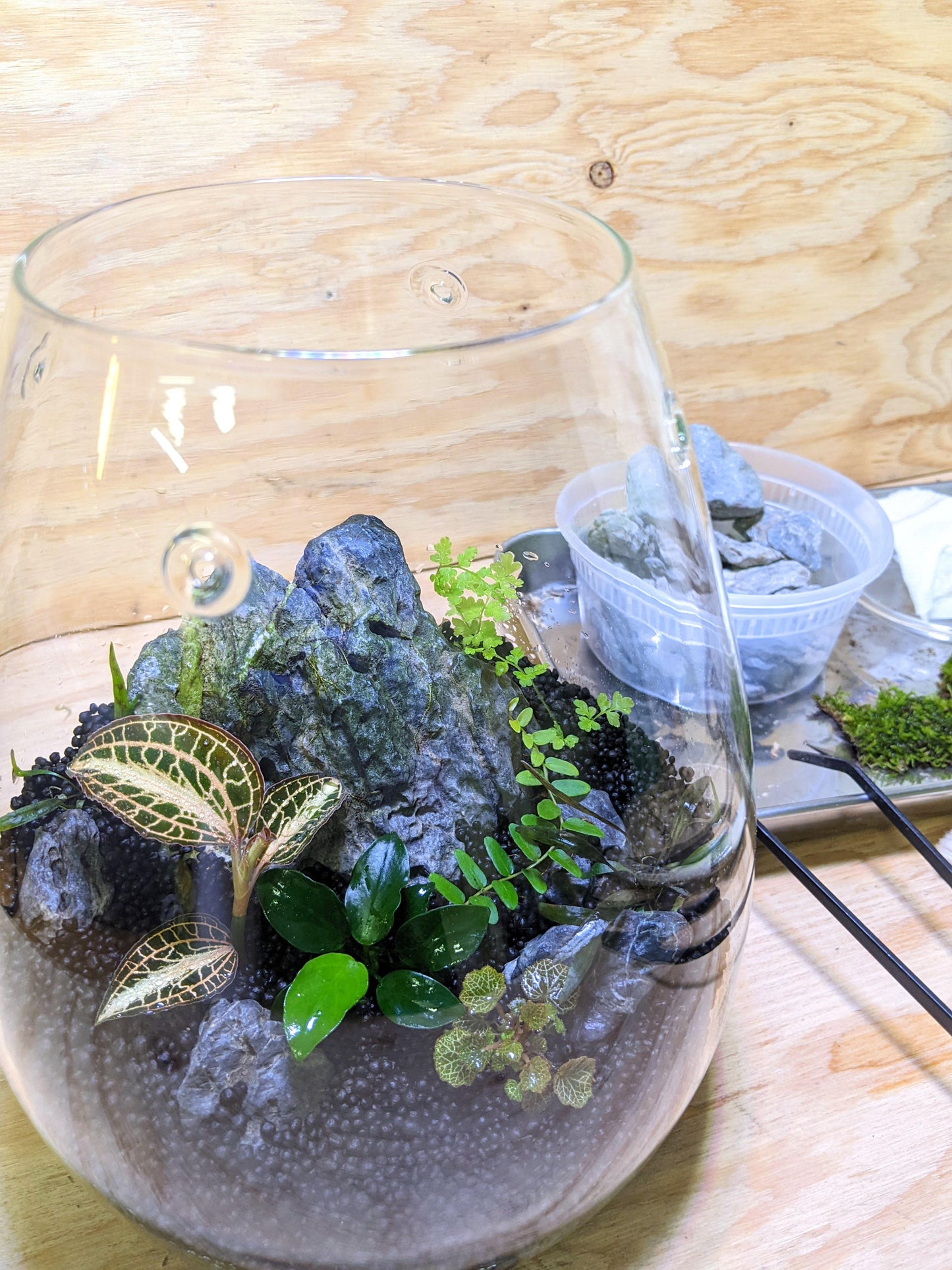 A shizuku-style terrarium scaped with various plants and hardscape.