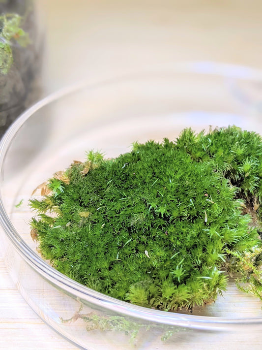 Tropical Terrarium Moss (type 3)