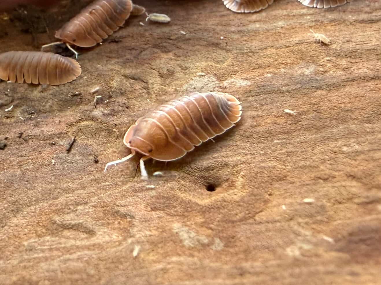 **RARE** Troglodillo sp. Vex