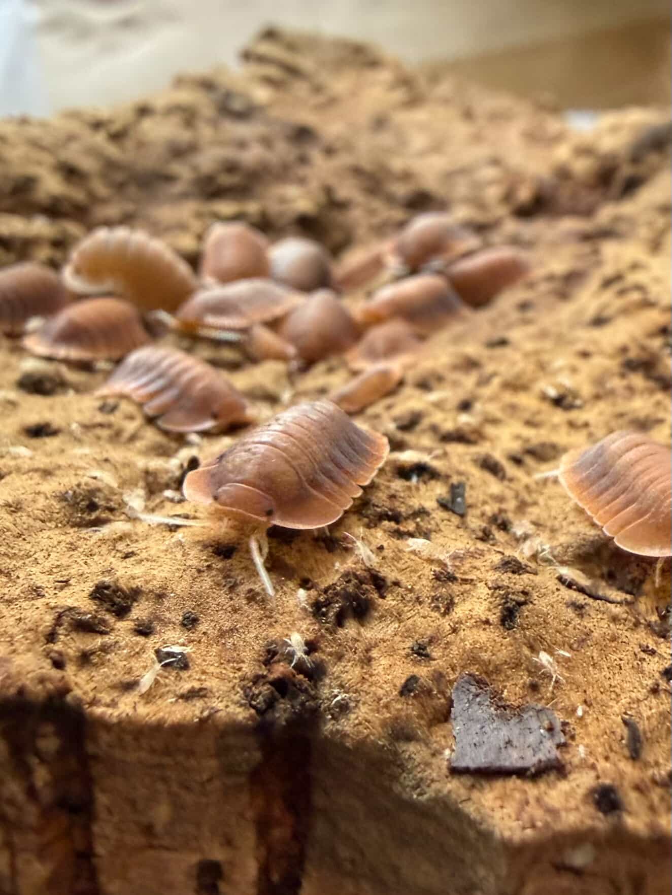 **RARE** Troglodillo sp. Vex