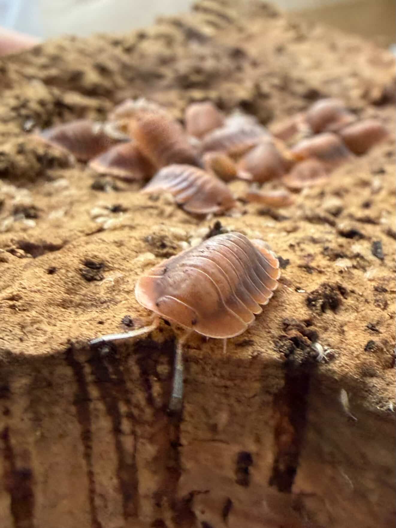 **RARE** Troglodillo sp. Vex