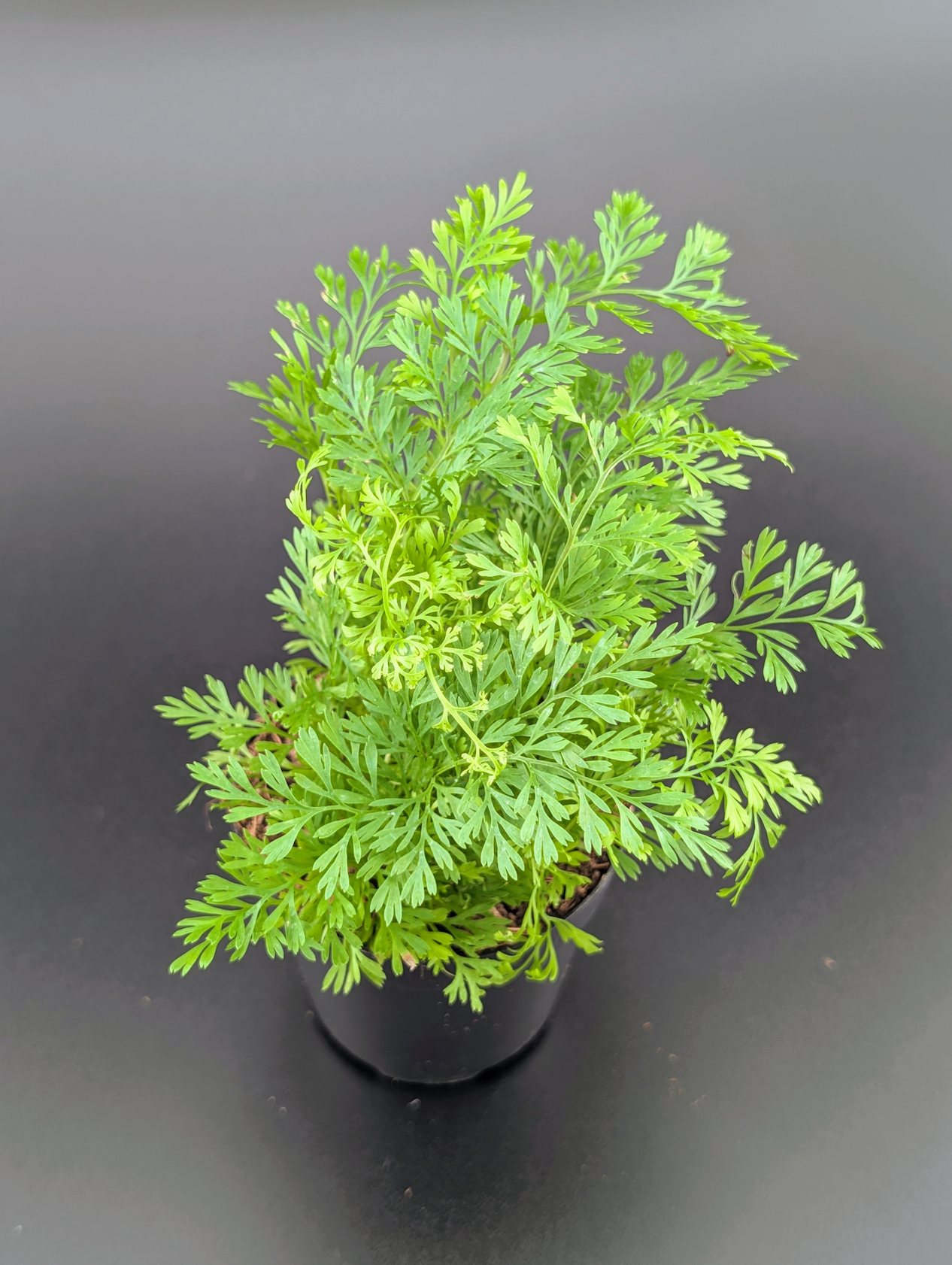 Tropical Fern, Assorted 2"