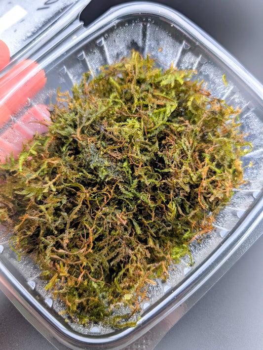Tropical Terrarium Moss