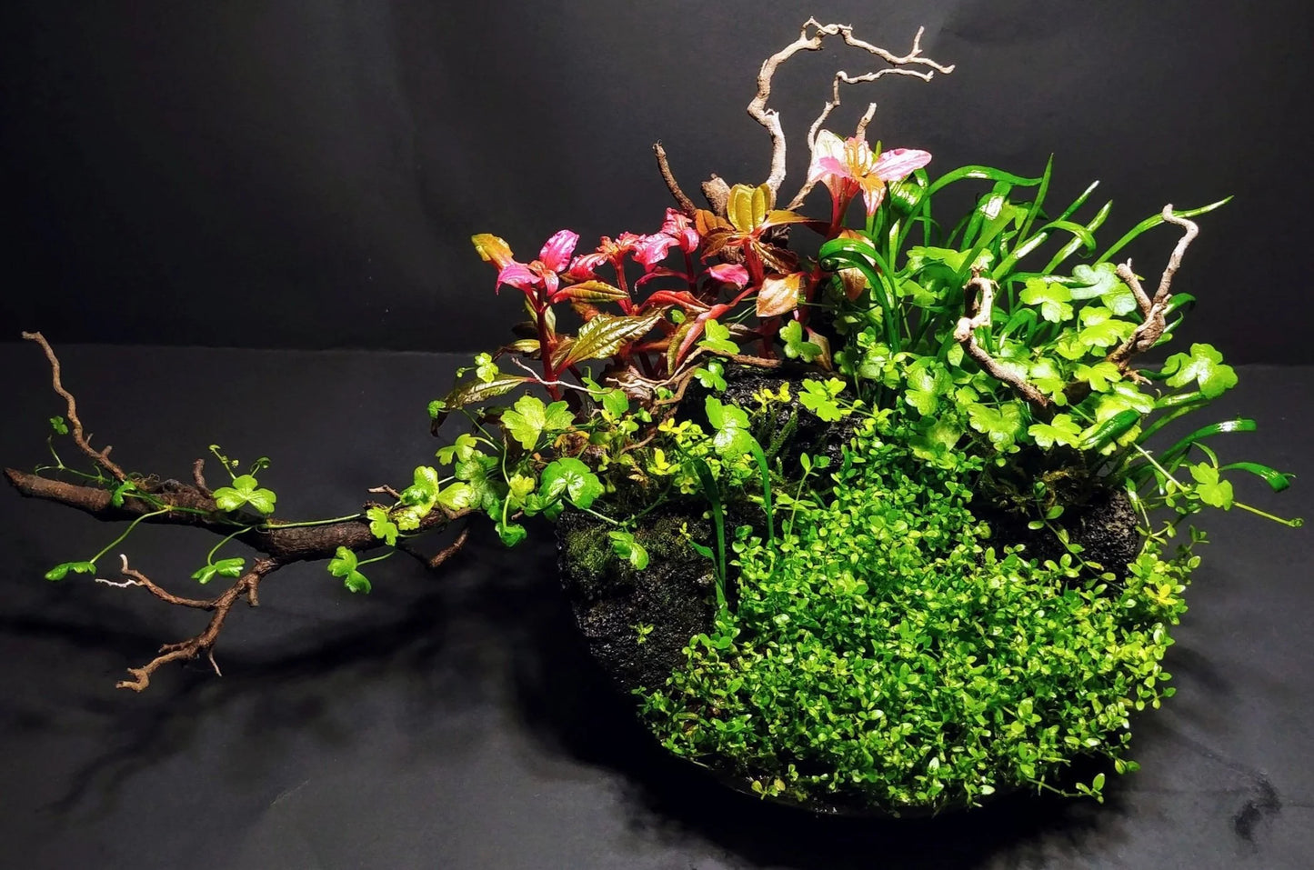 Wabi Kusa Workshop (9/7 at Fancy Plants)