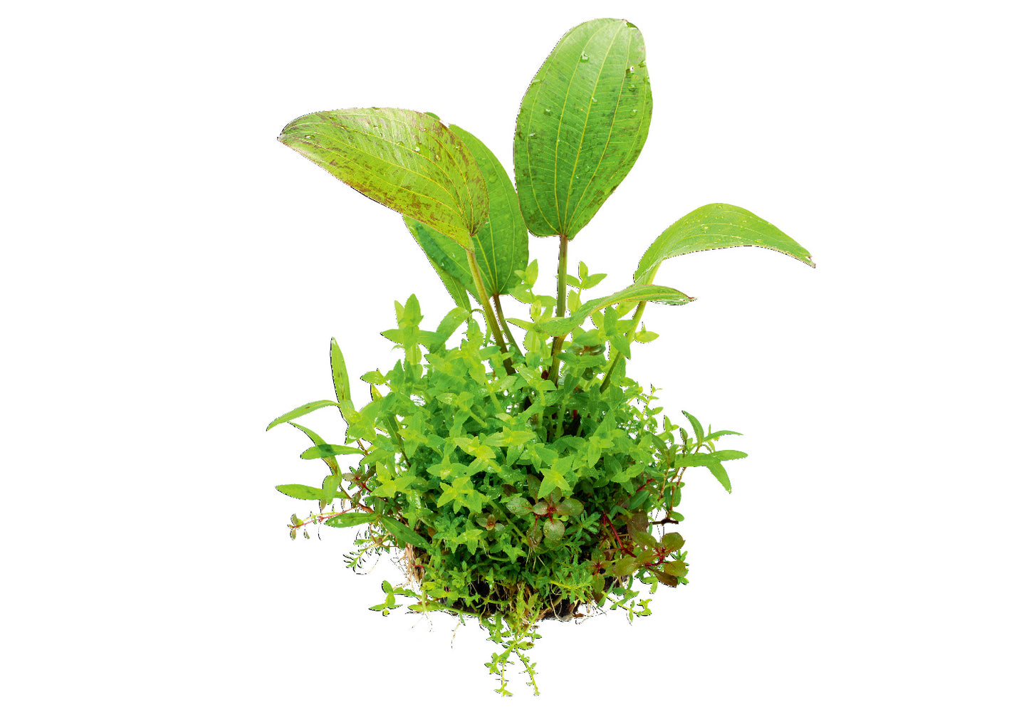 Wabi Kusa Workshop (9/7 at Fancy Plants)