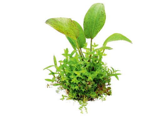 Wabi Kusa Workshop (9/7 at Fancy Plants)
